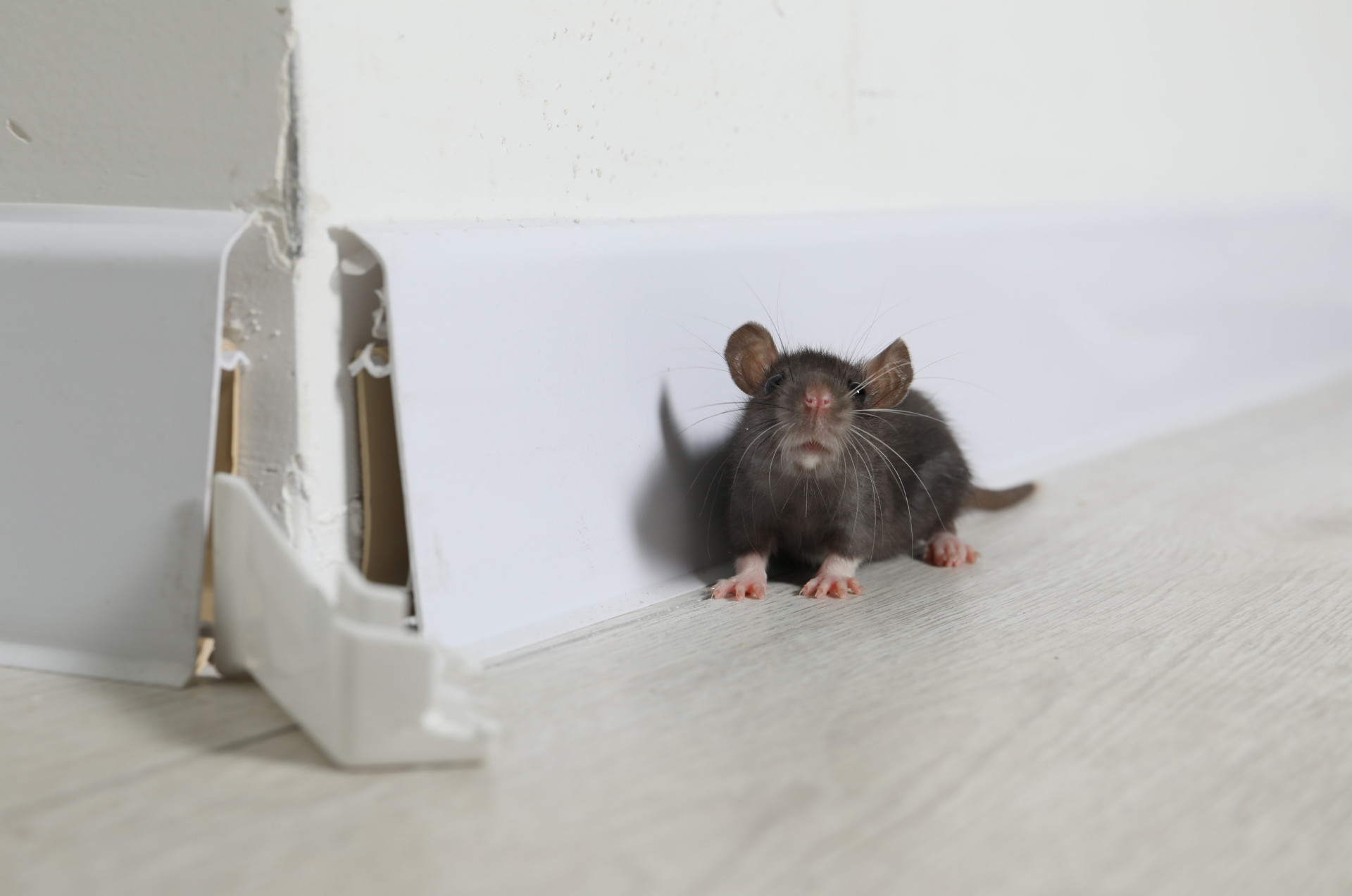 Rat à fourrure sombre près d'une plinthe blanche abîmée sur un parquet clair.