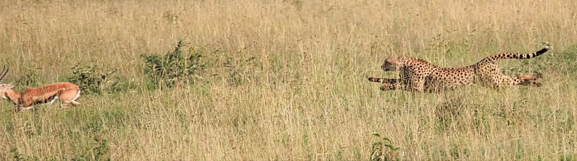 Dos guepardos acechando entre la hierba alta y seca de una sabana.