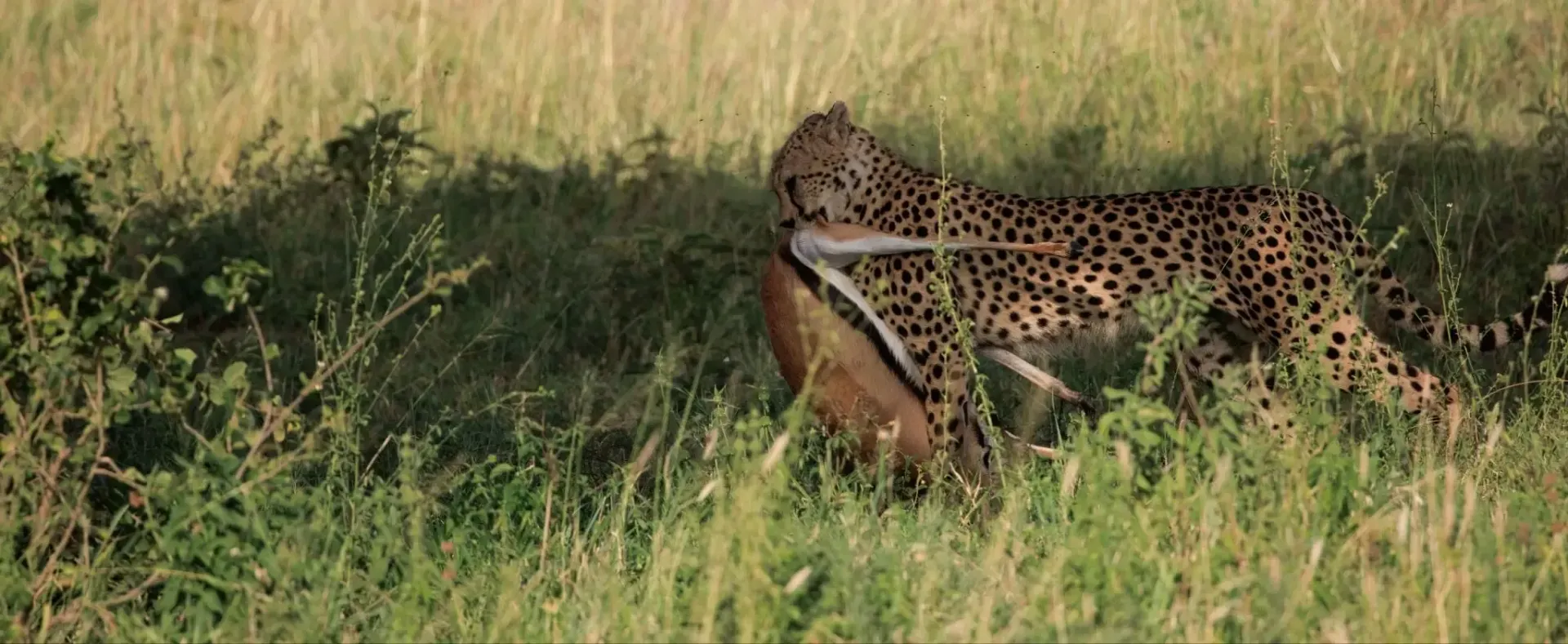 Un leopardo, parcialmente oculto entre la hierba alta, acecha en una sabana soleada.