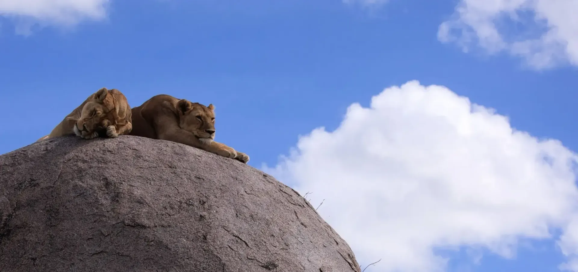 León descansando sobre un montículo rocoso bajo un cielo azul con nubes.