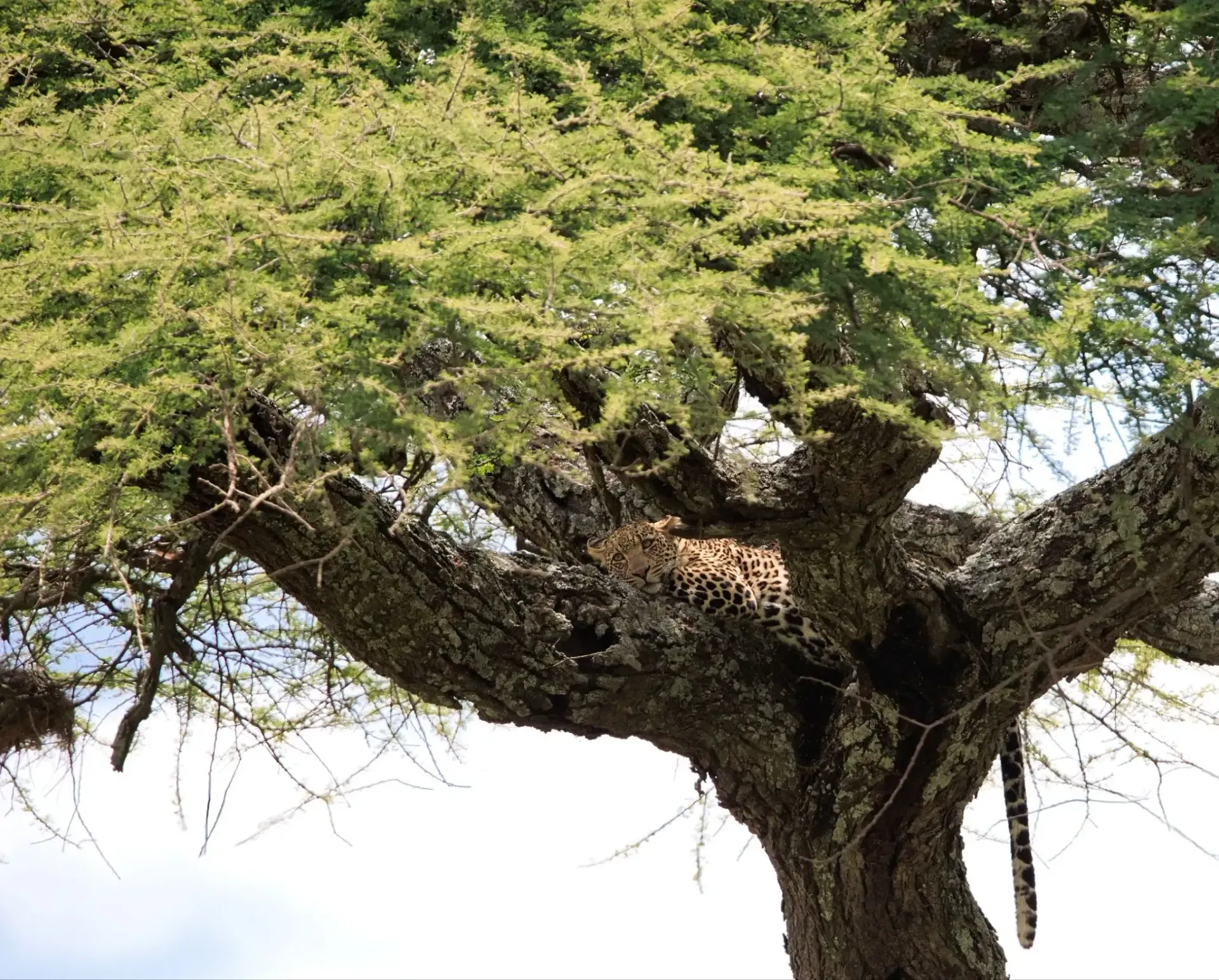 Gran árbol con una amplia copa frondosa contra un cielo brillante.