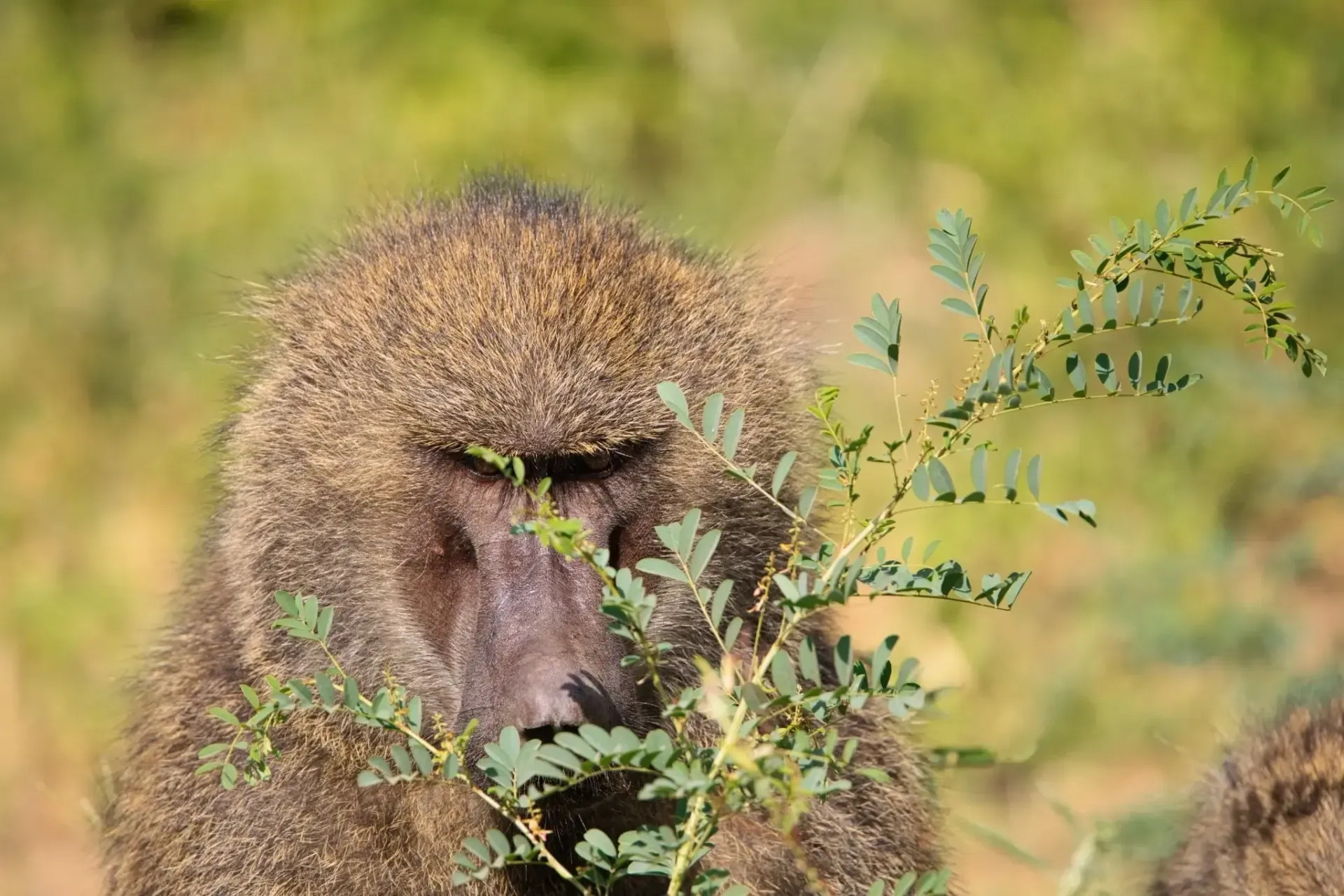 Un babuino parcialmente escondido entre la maleza verde, mirando hacia abajo en un campo de hierba.