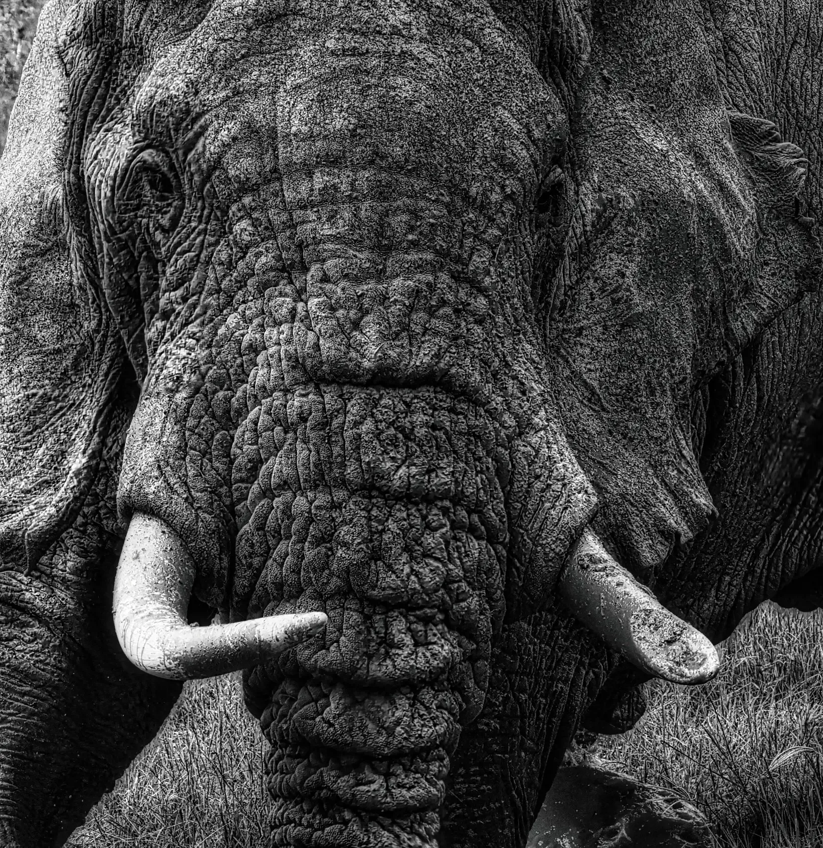 Primer plano en blanco y negro del rostro de un elefante con trompa y colmillos.