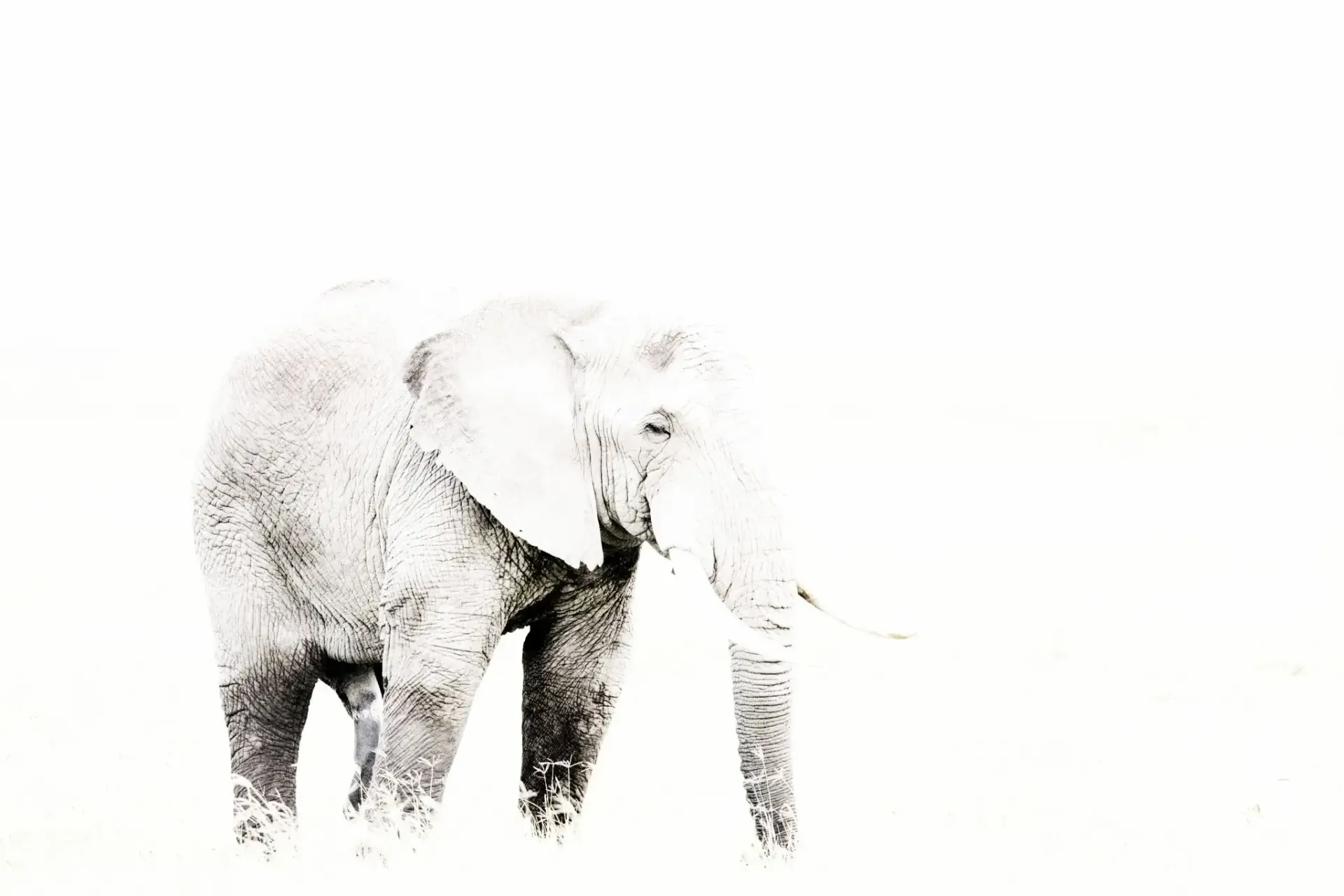 Elefante de pie sobre un fondo blanco brillante y descolorido.