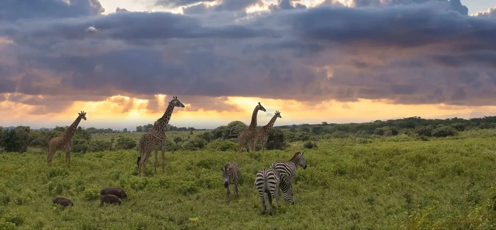 Jirafas y cebras pastando en una sabana cubierta de hierba bajo un cielo nublado al atardecer.