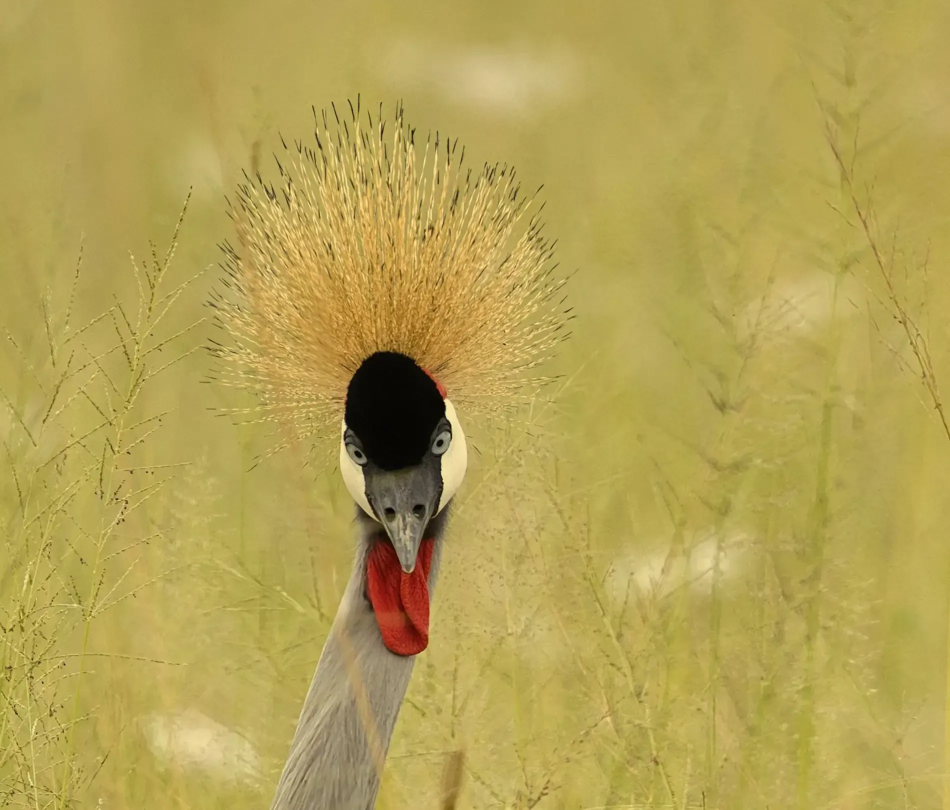 Grulla coronada gris con plumas doradas en la cabeza y garganta roja en un campo de hierba.