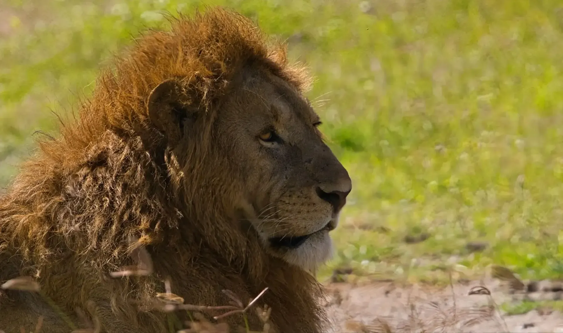 León descansando sobre hierba seca, mirando hacia la derecha, con la melena alborotada por el viento.