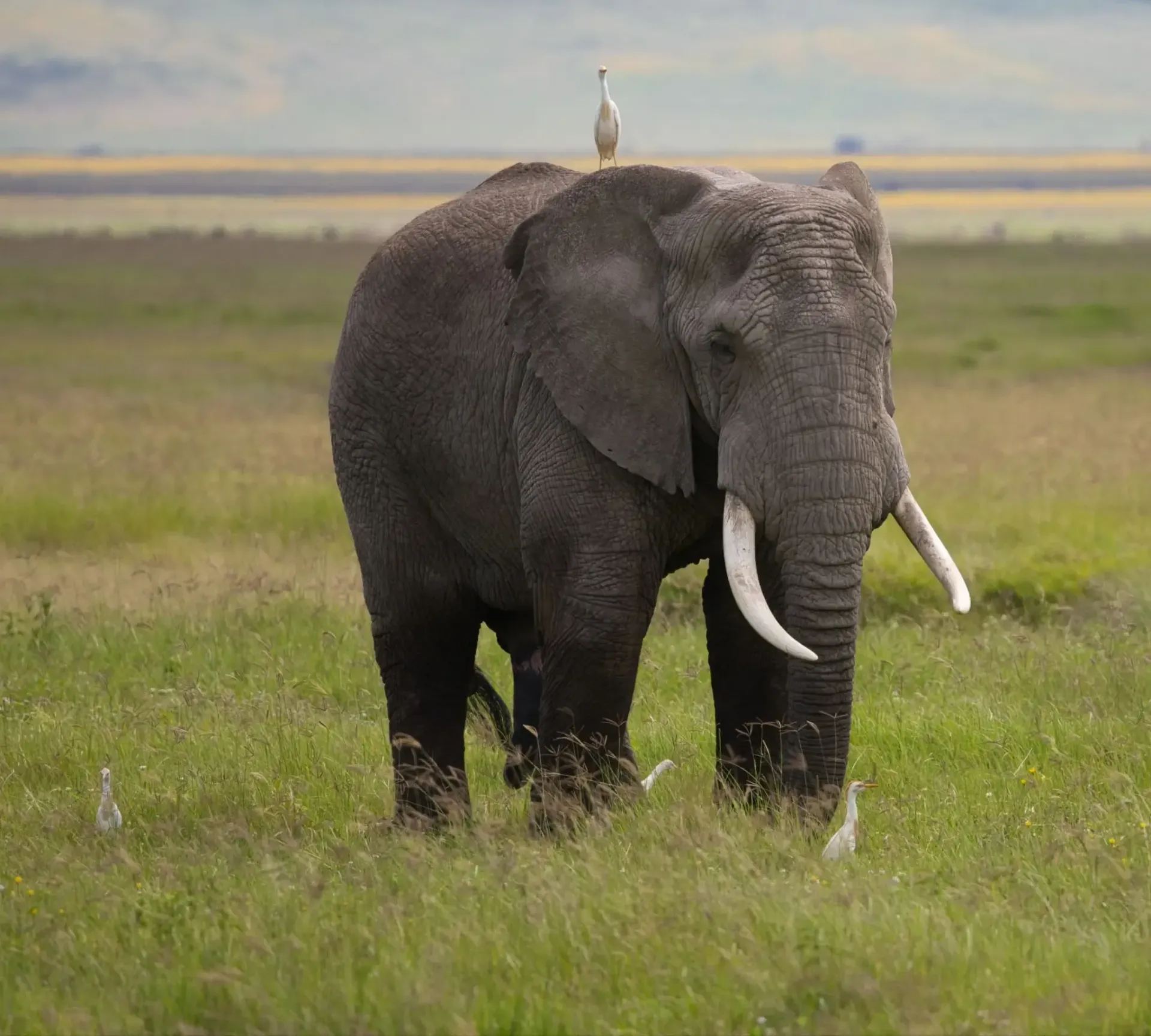 Un elefante de pie en un campo de hierba con un pájaro en su lomo, bajo un cielo nublado.