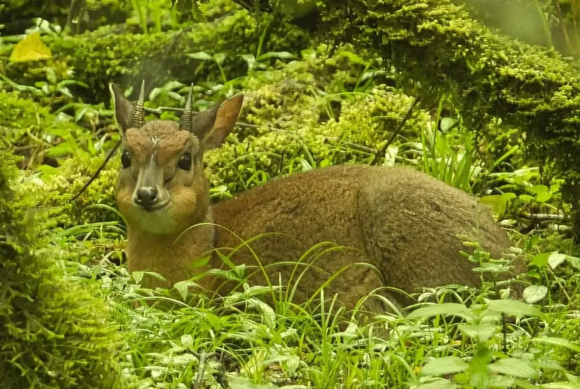Pequeños ciervos marrones descansando en la exuberante hierba verde del bosque.