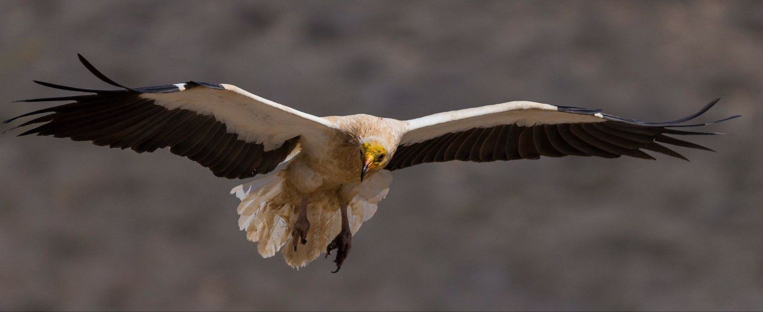 Águila en vuelo con las alas extendidas sobre un fondo gris difuminado.