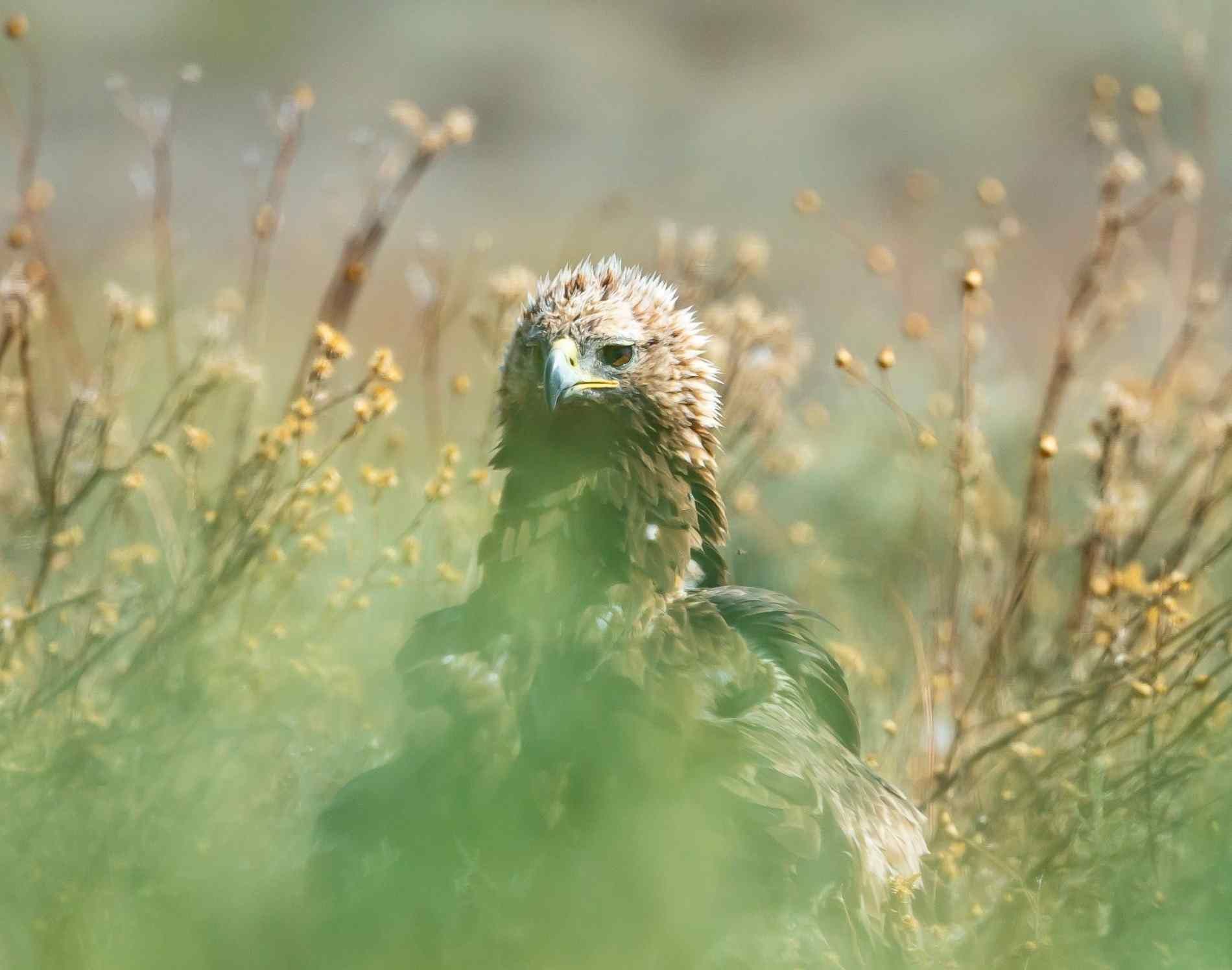 Un pequeño pájaro verde se asoma entre la hierba alta en un campo suave y borroso.