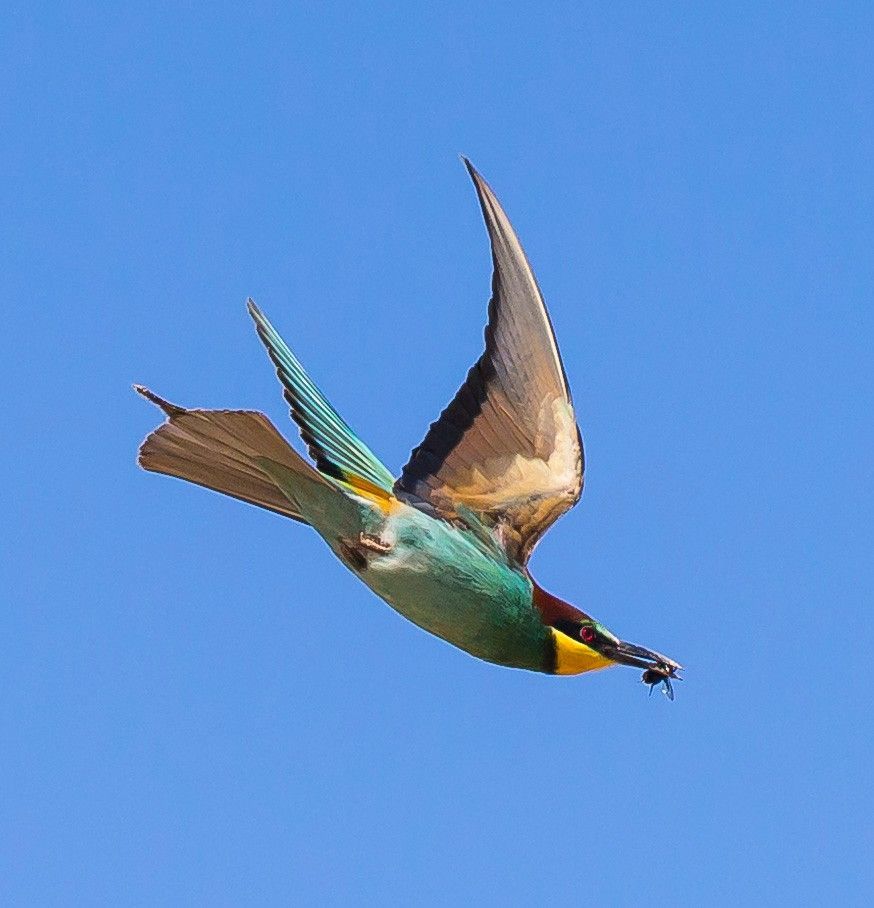 Pájaro colorido planeando contra un cielo azul claro