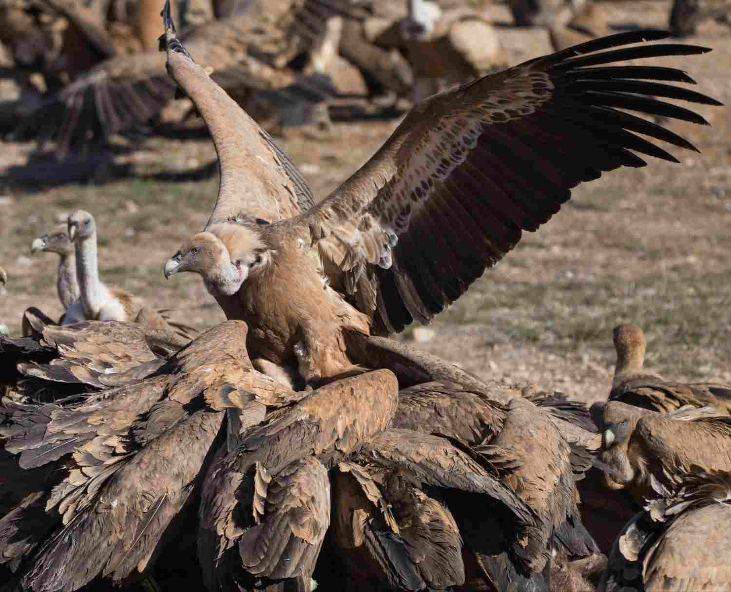 Buitre con las alas extendidas alimentándose de un cadáver en un entorno rocoso al aire libre.