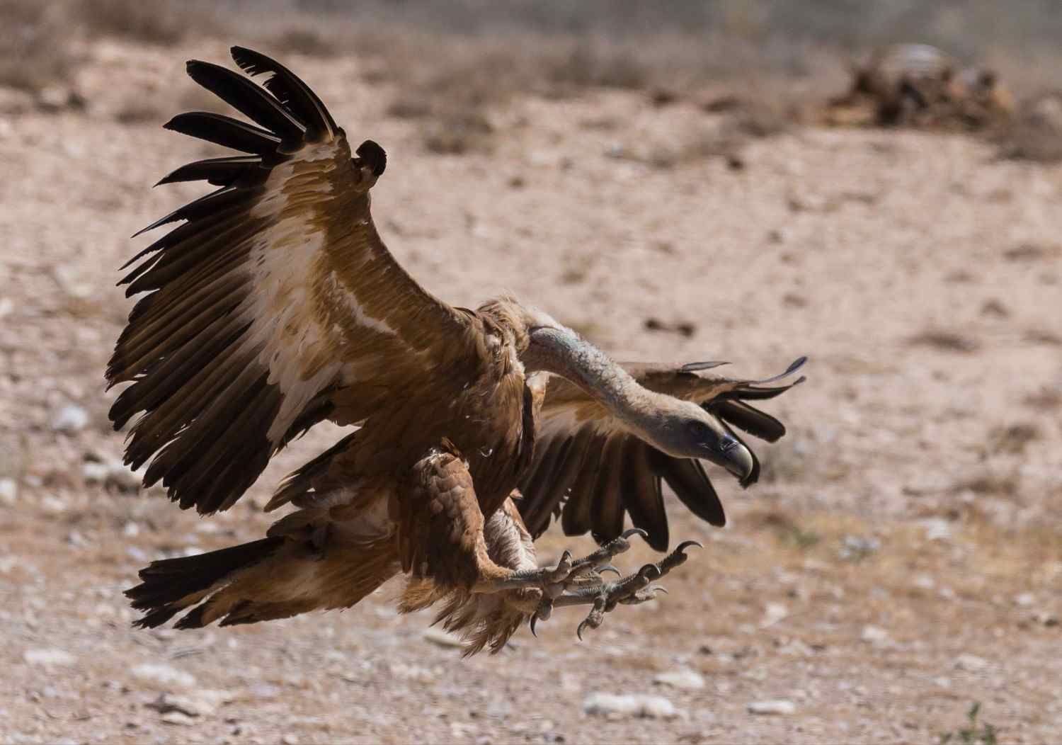 Dos grandes pájaros marrones chocan en el aire sobre un suelo polvoriento, con las alas extendidas.