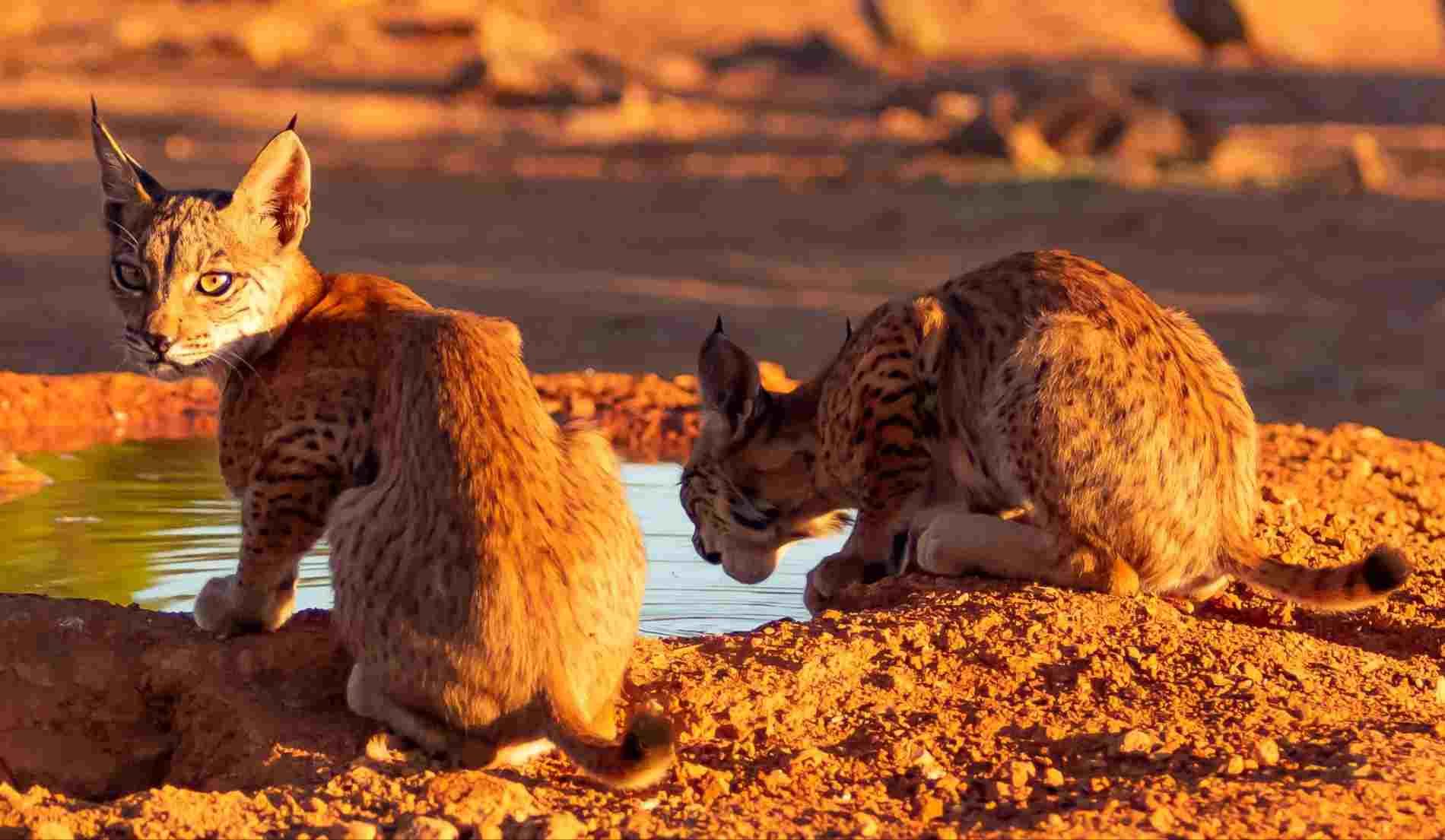 Dos gatos salvajes sentados en un terreno rocoso al atardecer, uno mirando a la cámara y el otro observando el agua.