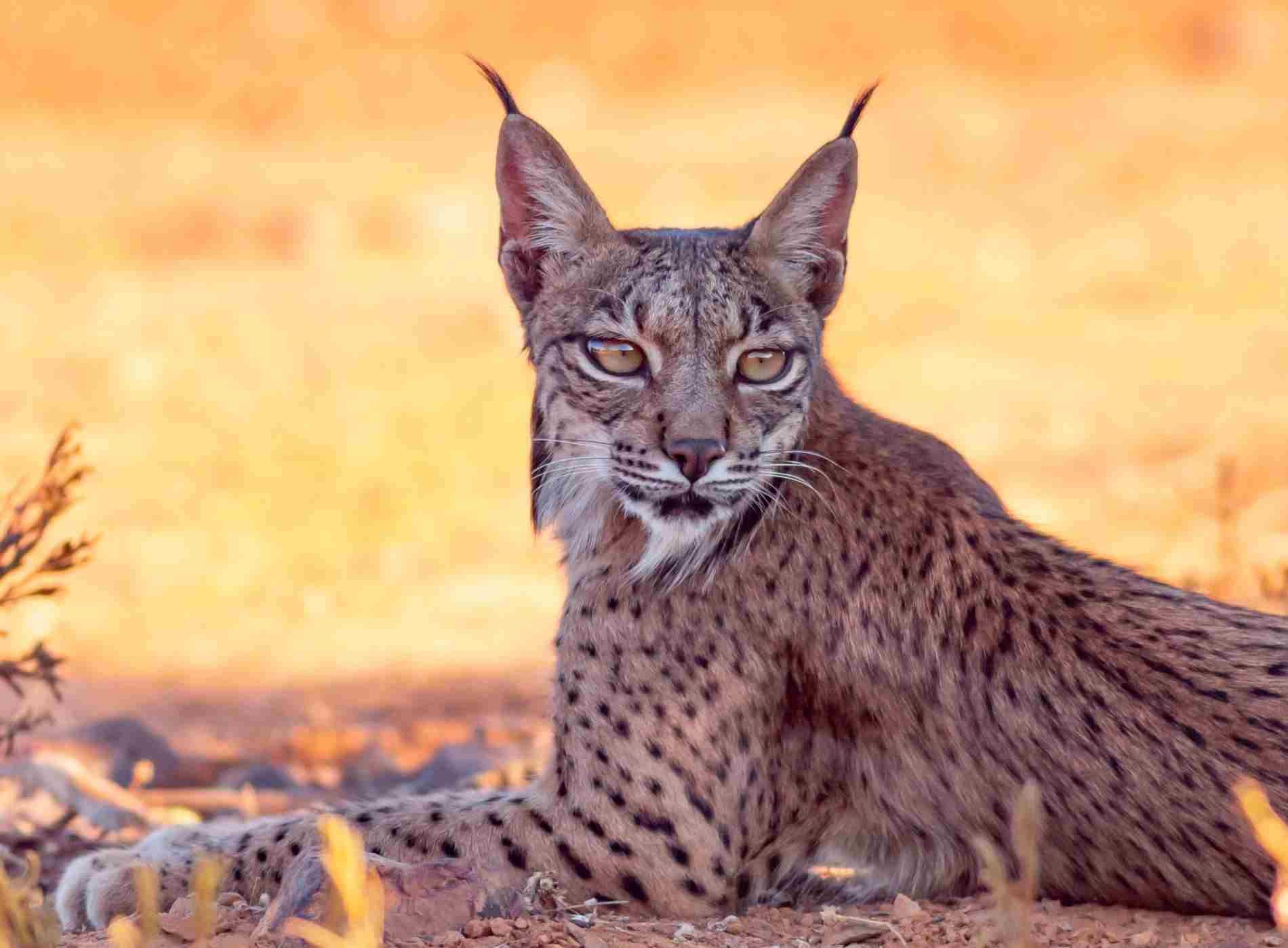 Un lince descansa sobre la hierba seca, mirando hacia adelante con la luz anaranjada del atardecer de fondo.