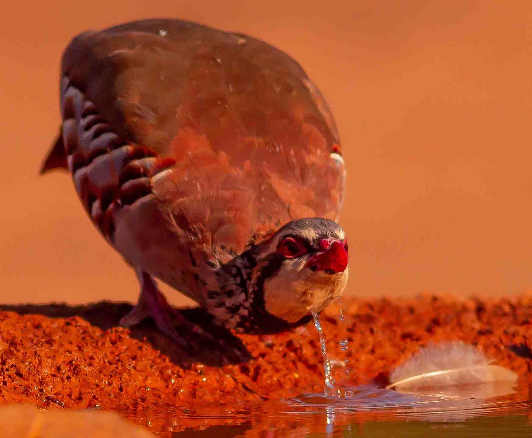 Un pájaro bebe de un charco anaranjado poco profundo bajo la luz del desierto.