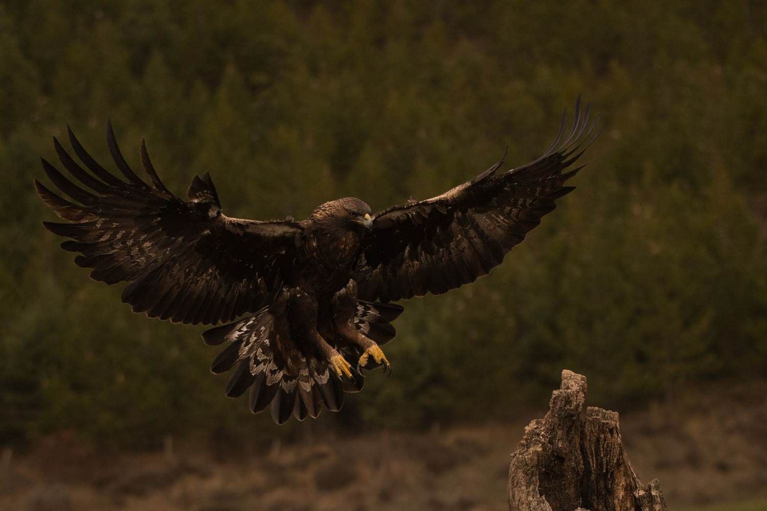 Águila oscura con las alas extendidas aterrizando sobre el tocón de un árbol en un claro del bosque.
