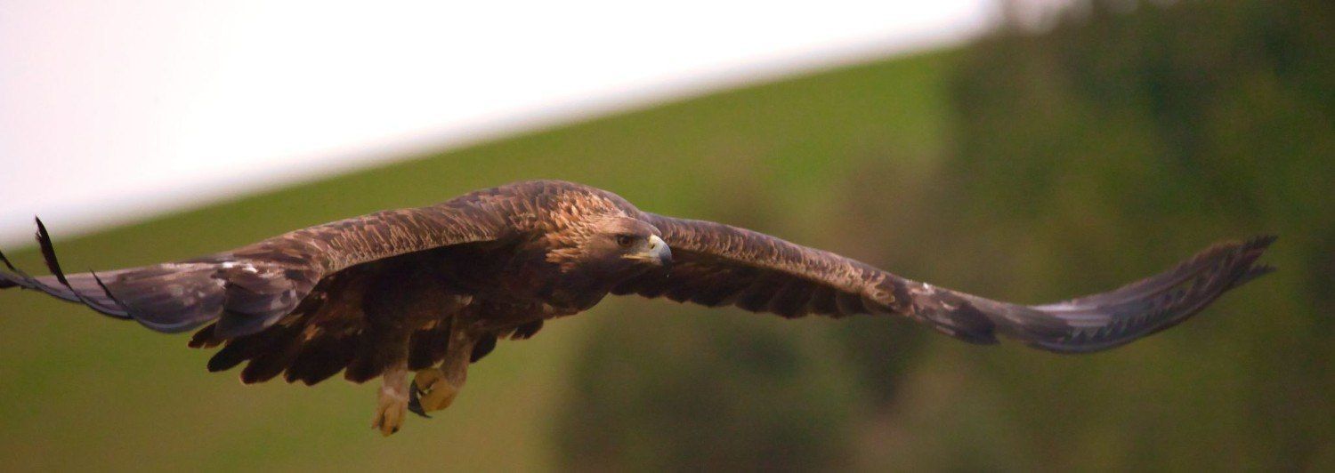 Un pájaro marrón en vuelo con las alas extendidas sobre un fondo verde borroso.