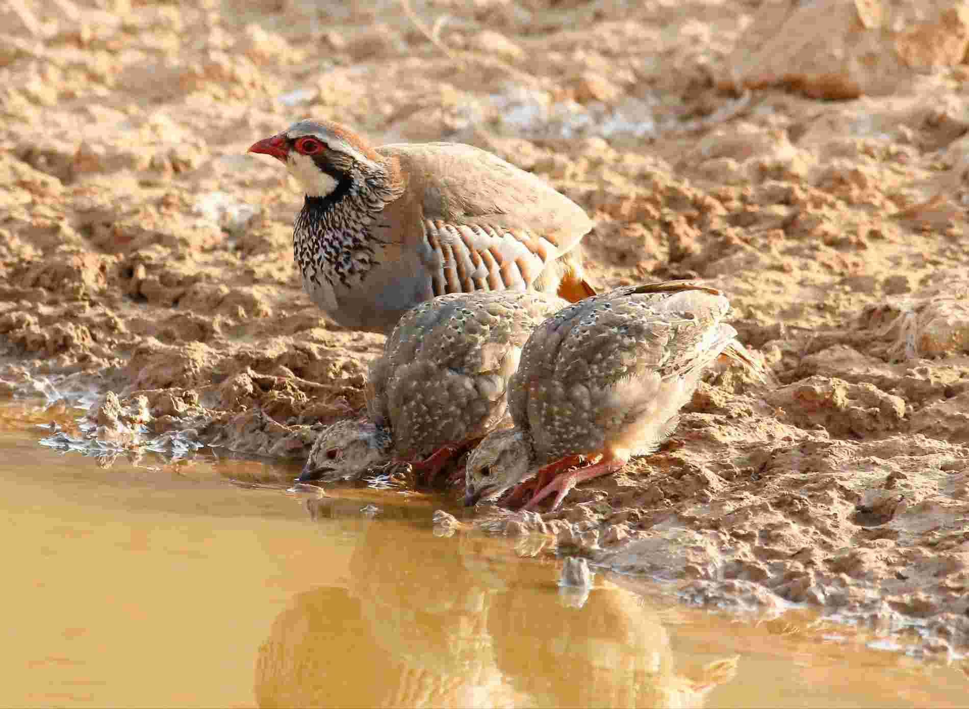 Tres codornices beben de un charco de barro; una de ellas permanece alerta con el pico rojo.