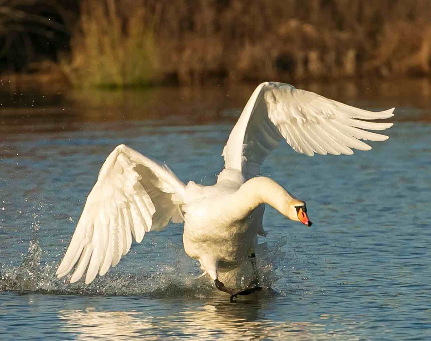 Cisne blanco chapoteando en el agua con las alas extendidas.