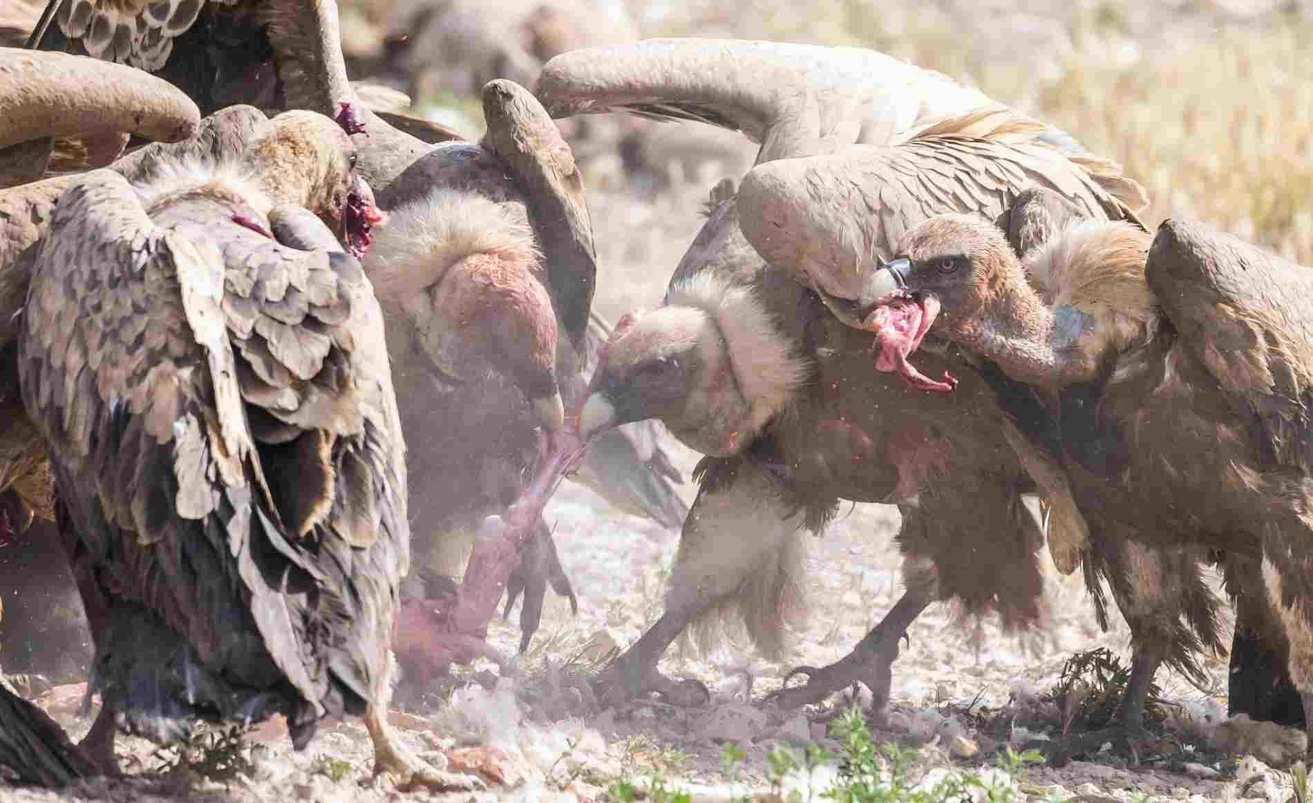 En un campo polvoriento, los buitres se agrupaban en el suelo, batiendo las alas y picoteando los restos de los cadáveres.