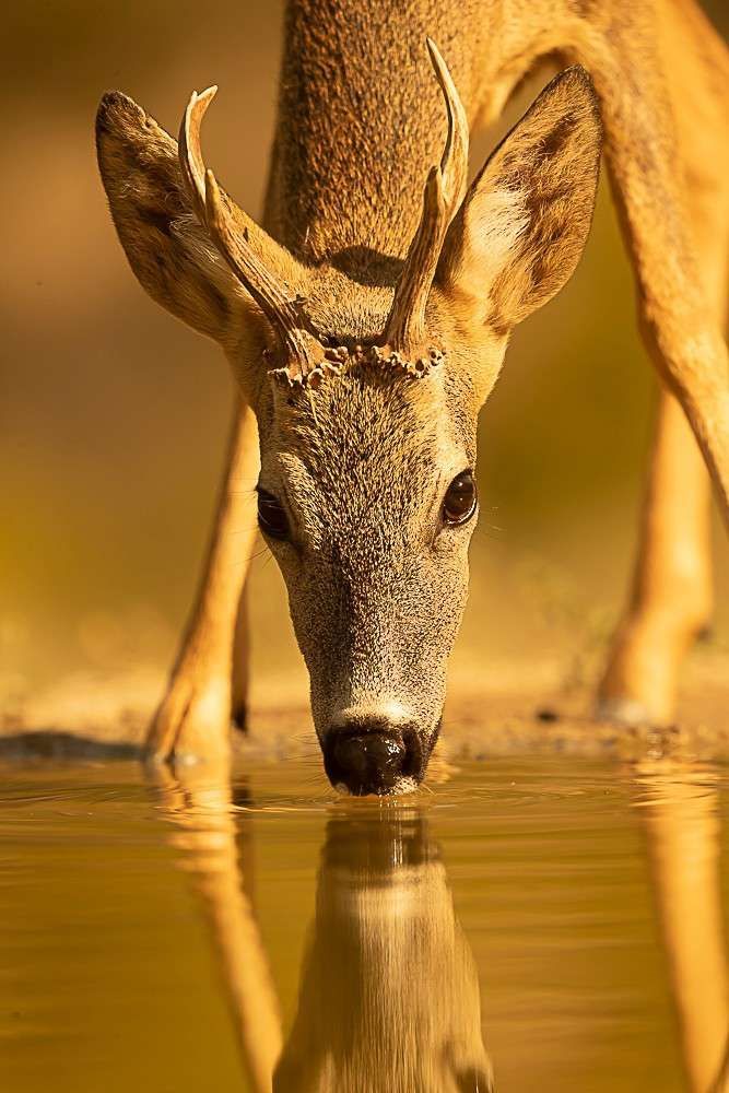 Un ciervo bebe de aguas tranquilas y doradas, cuyo reflejo es visible debajo.