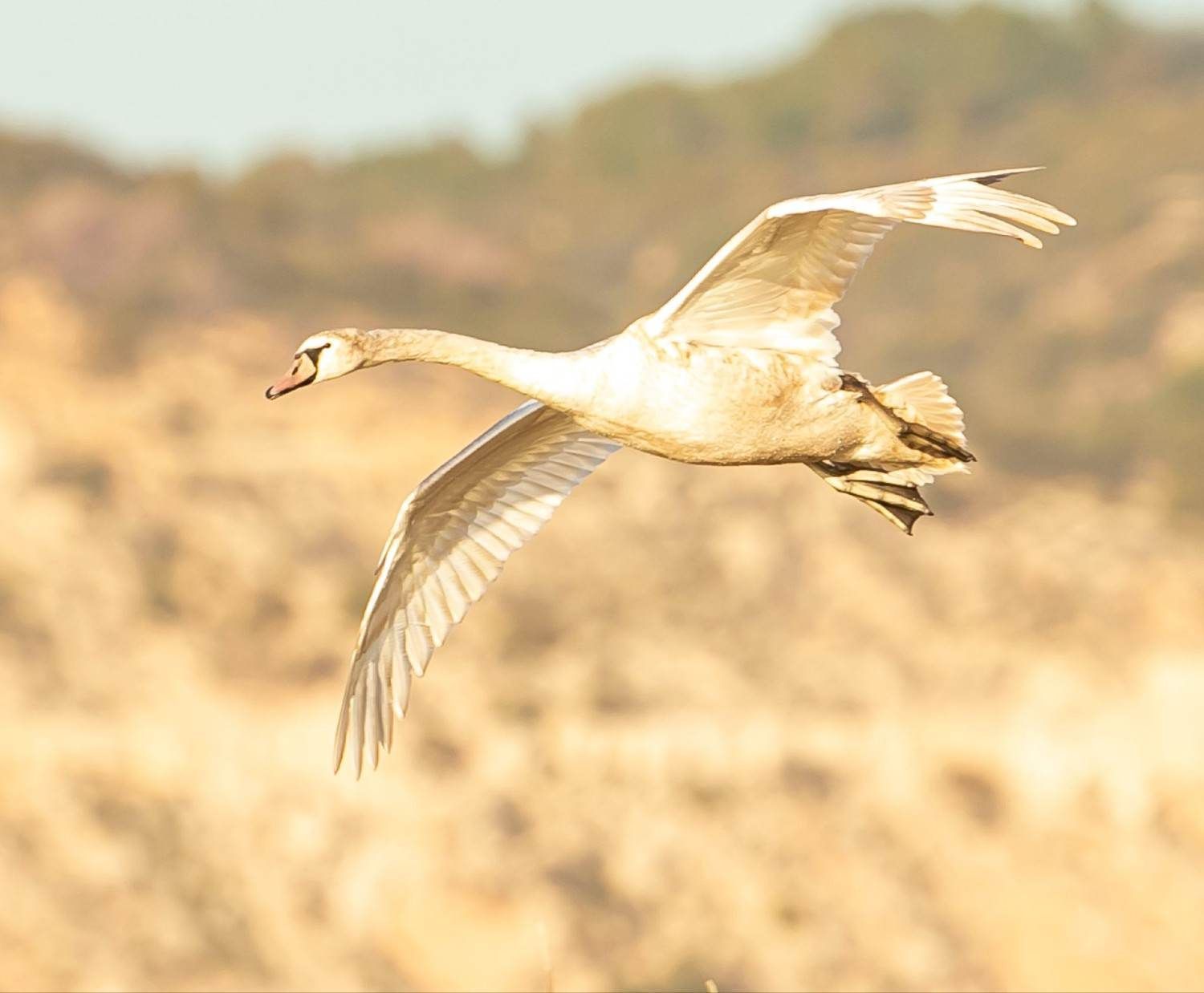 Un pájaro blanco sobrevuela un paisaje borroso de color tostado.