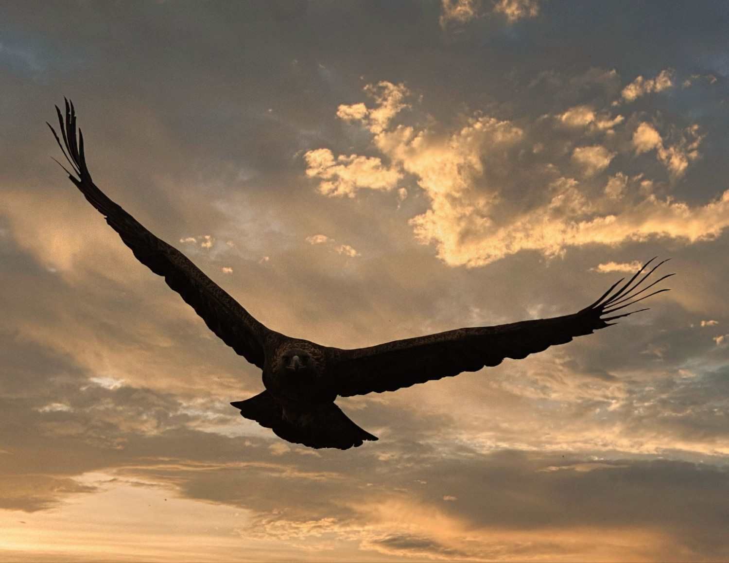 Silueta de un pájaro planeando sobre un cielo dorado al atardecer con nubes dispersas.