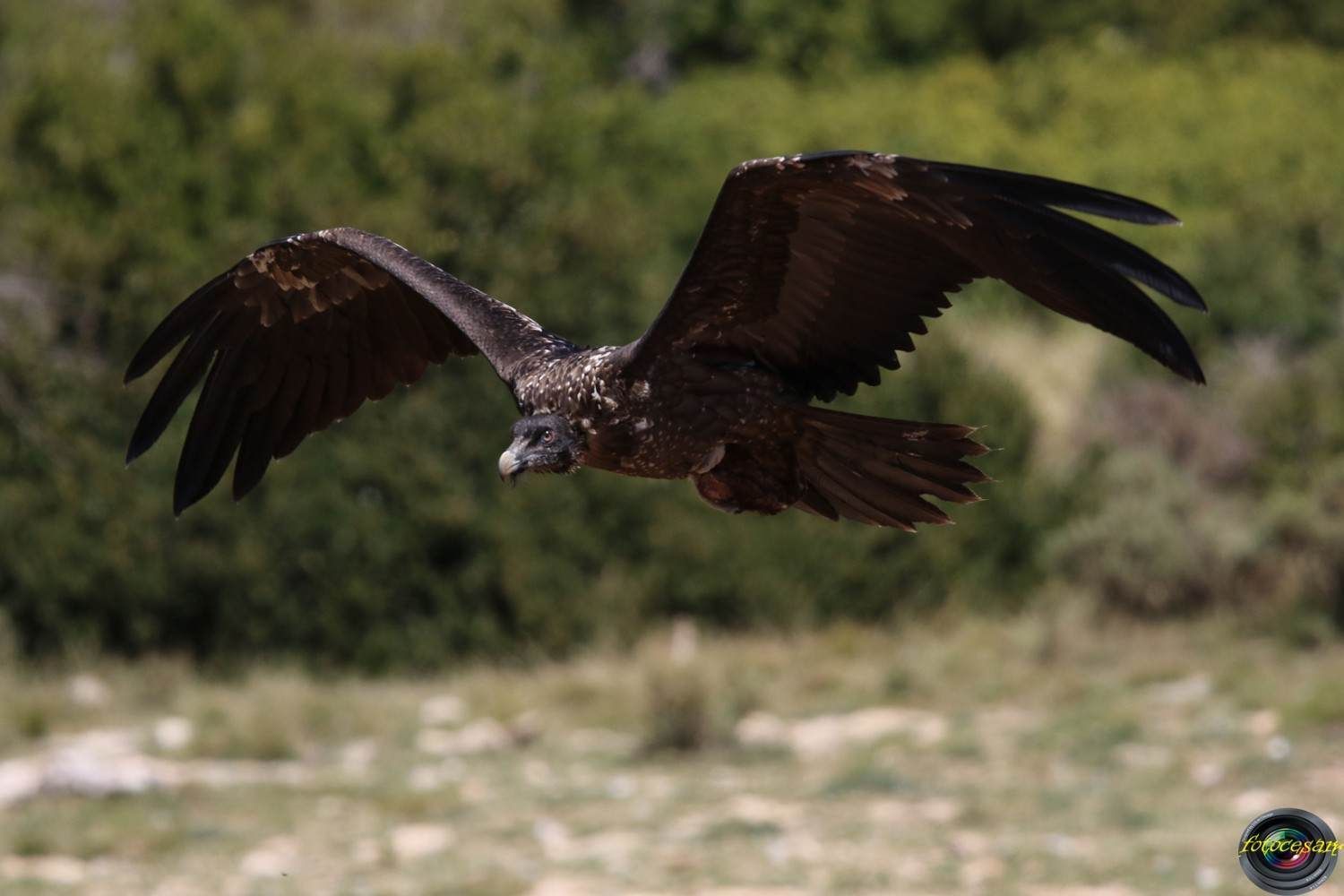 Pájaro oscuro en vuelo con las alas extendidas sobre un campo de hierba, fondo verde difuminado