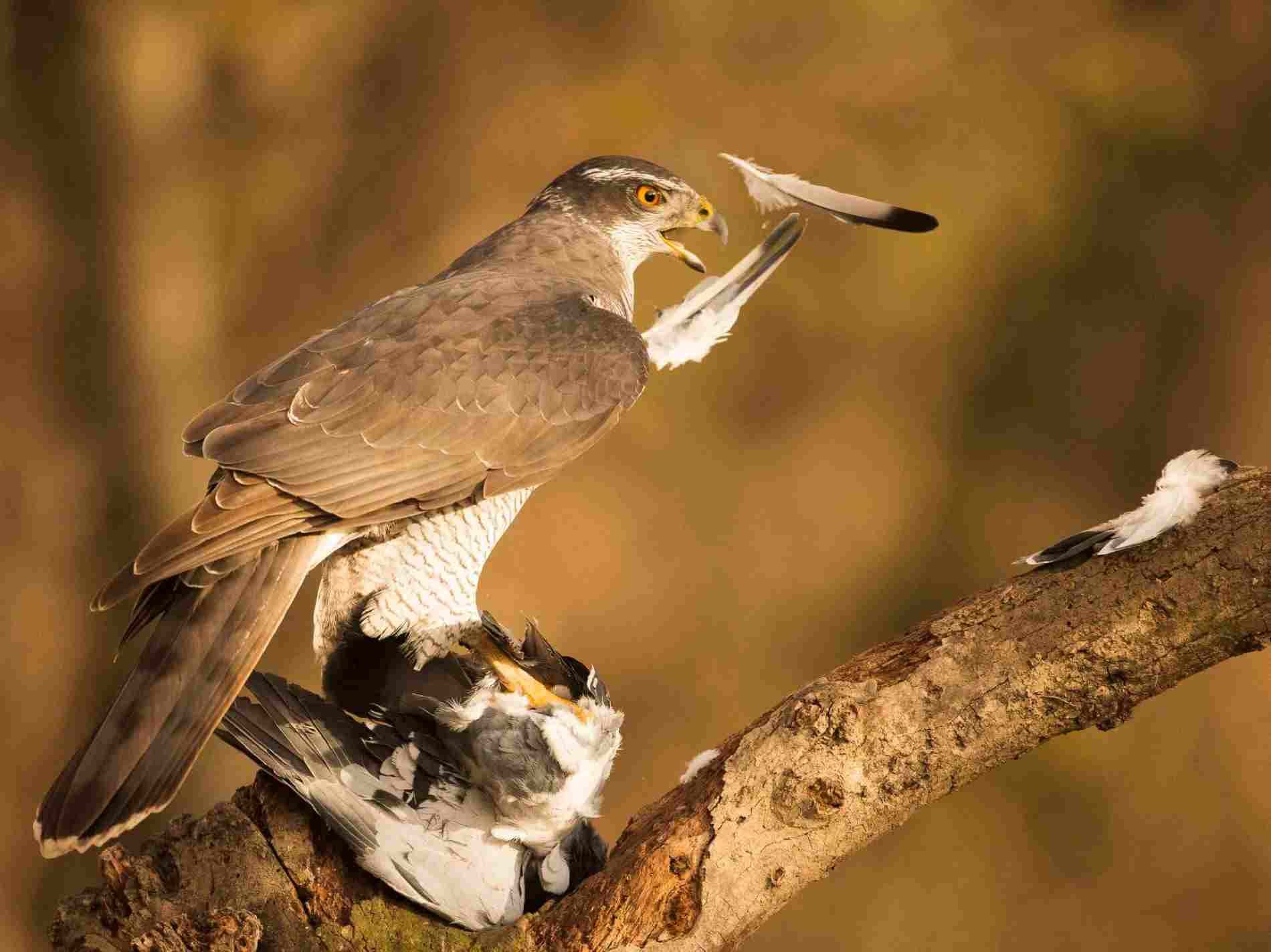 Dos pájaros posados en una rama, uno de ellos sobre una presa con un fondo marrón y borroso.