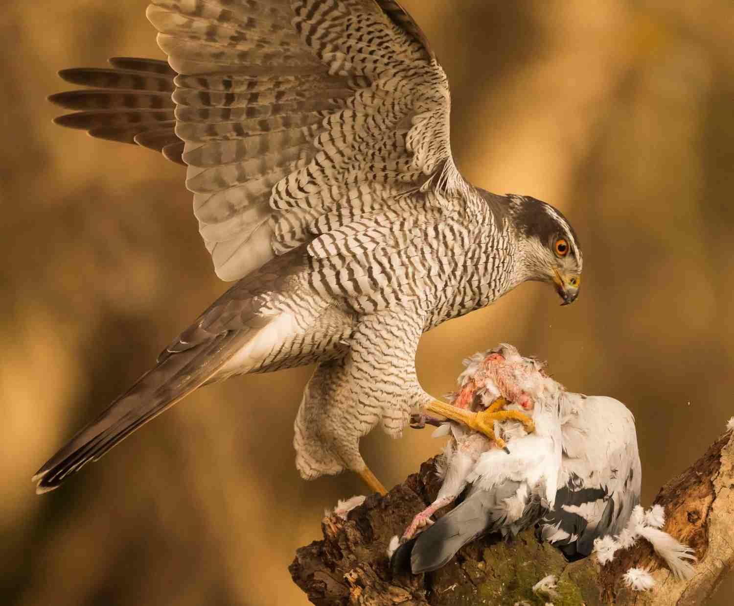 Un halcón agarra y desgarra a un pájaro blanco en una rama, con las alas extendidas en una escena de tonos cálidos.