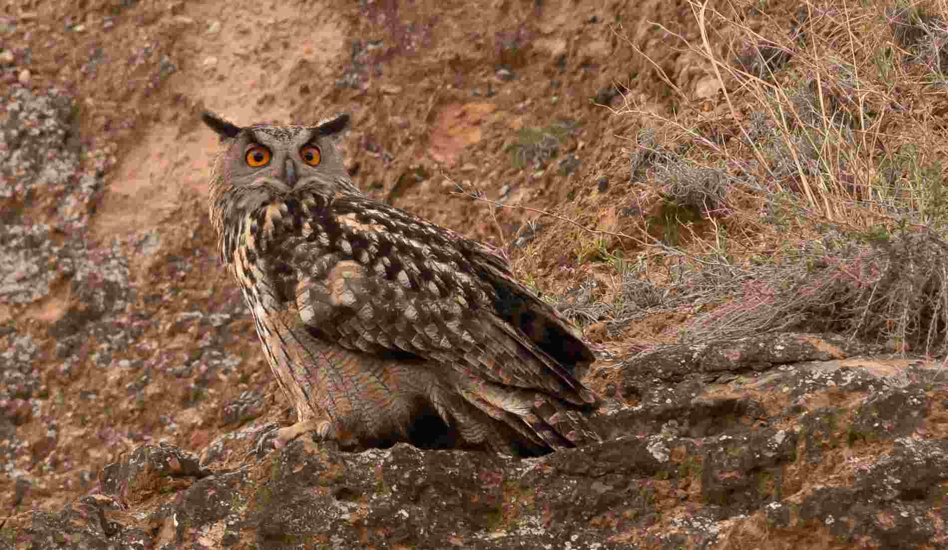 Un búho con plumas marrones moteadas se posa sobre un terreno rocoso, mirando a la cámara.