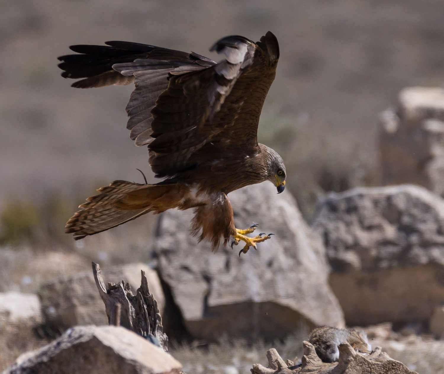 Ave rapaz marrón volando a baja altura sobre terreno rocoso, con las garras extendidas para atrapar a su presa.