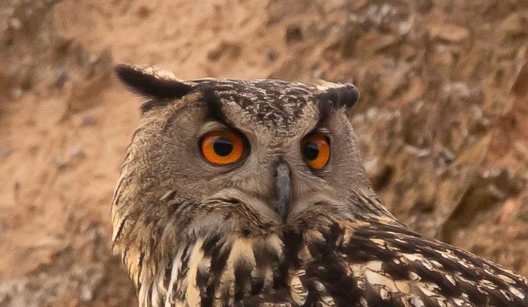 Primer plano de un búho con ojos naranjas y plumas marrones moteadas sobre un fondo rocoso.