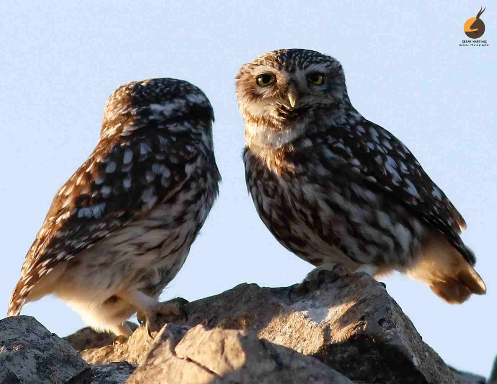 Dos pequeños búhos marrones y blancos se posaban sobre rocas contra un cielo azul.