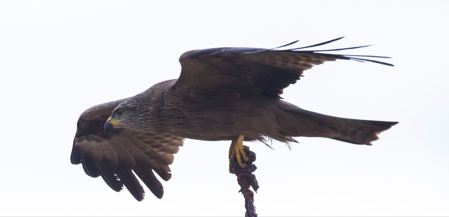 Un ave rapaz oscura se posaba en una rama con las alas extendidas contra un cielo pálido.