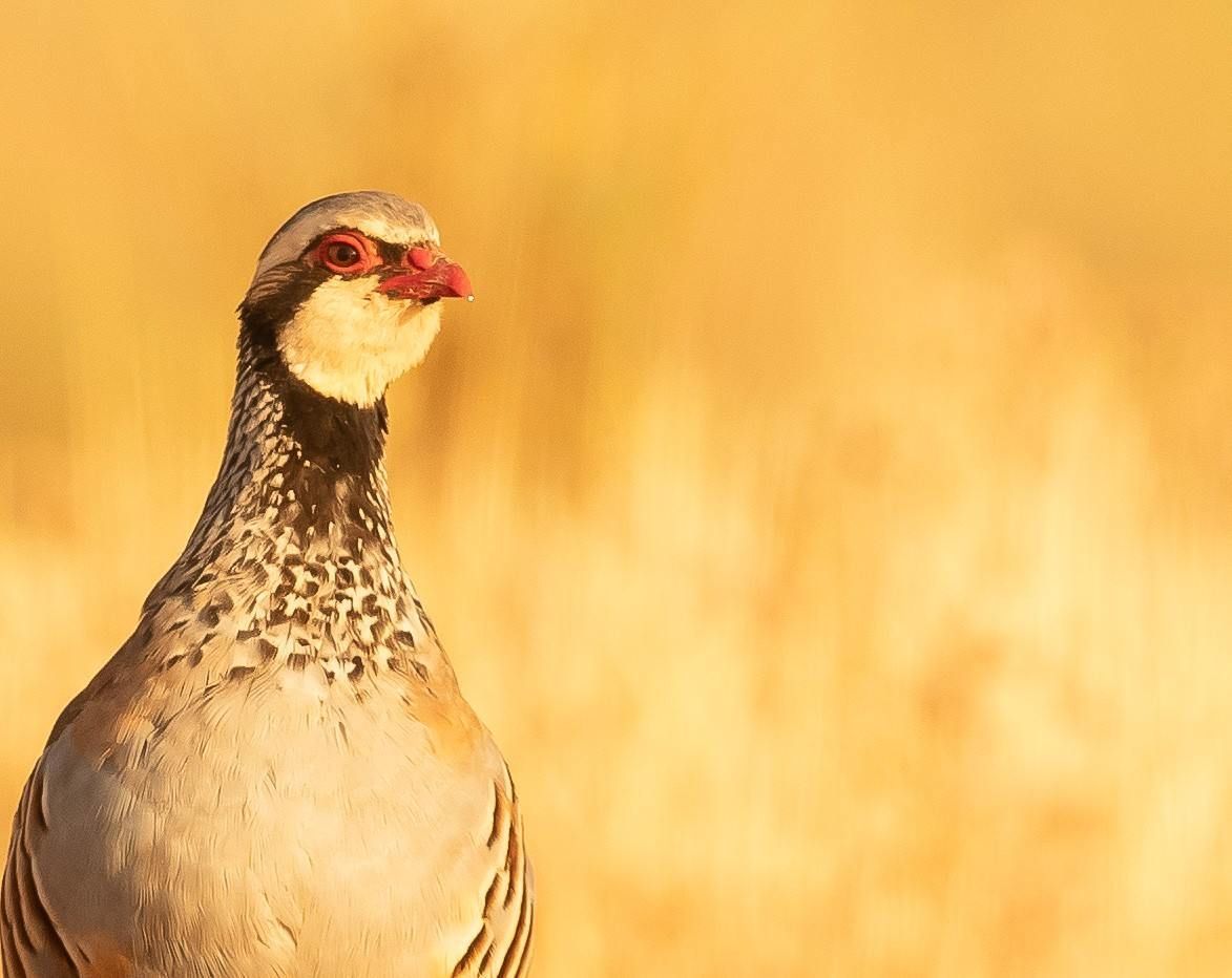 Una perdiz posada en un campo dorado con un fondo cálido y difuminado.