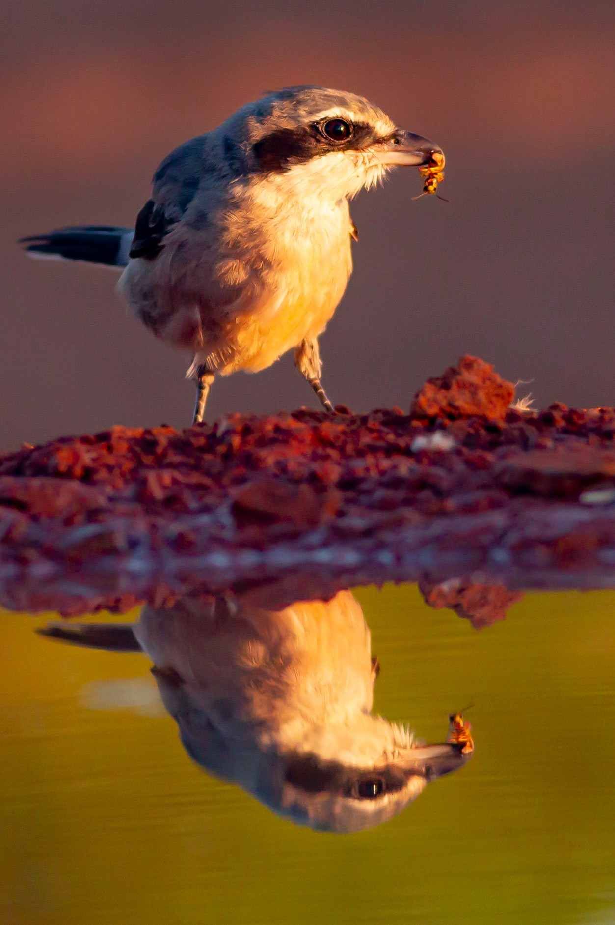 Un pequeño pájaro posado sobre una roca se refleja en las aguas tranquilas al atardecer.
