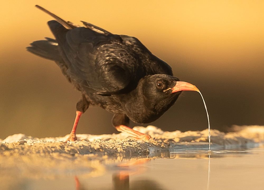 Un pájaro negro bebe de aguas poco profundas, con una gota cayendo de su pico.