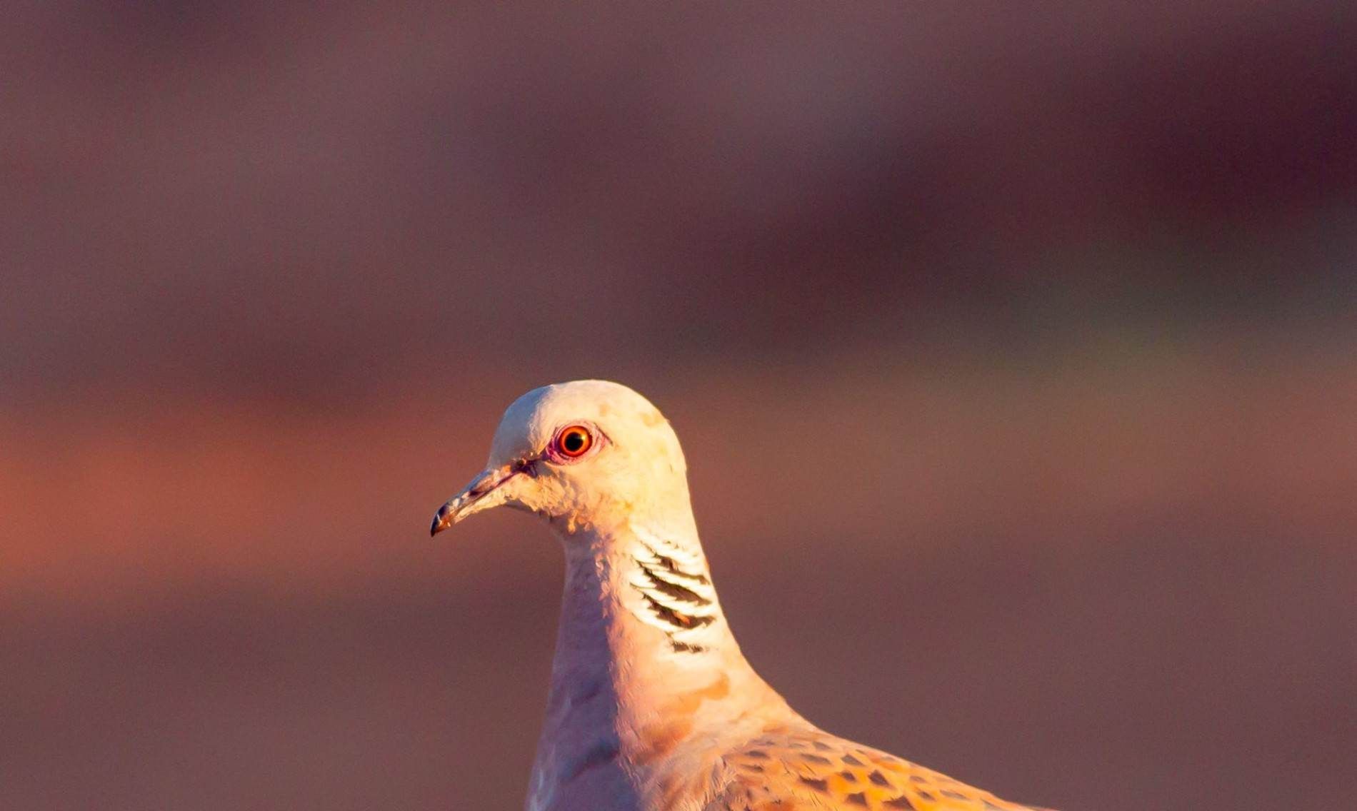 Primer plano de un pájaro blanco y marrón contra un cielo de color rosa pálido.
