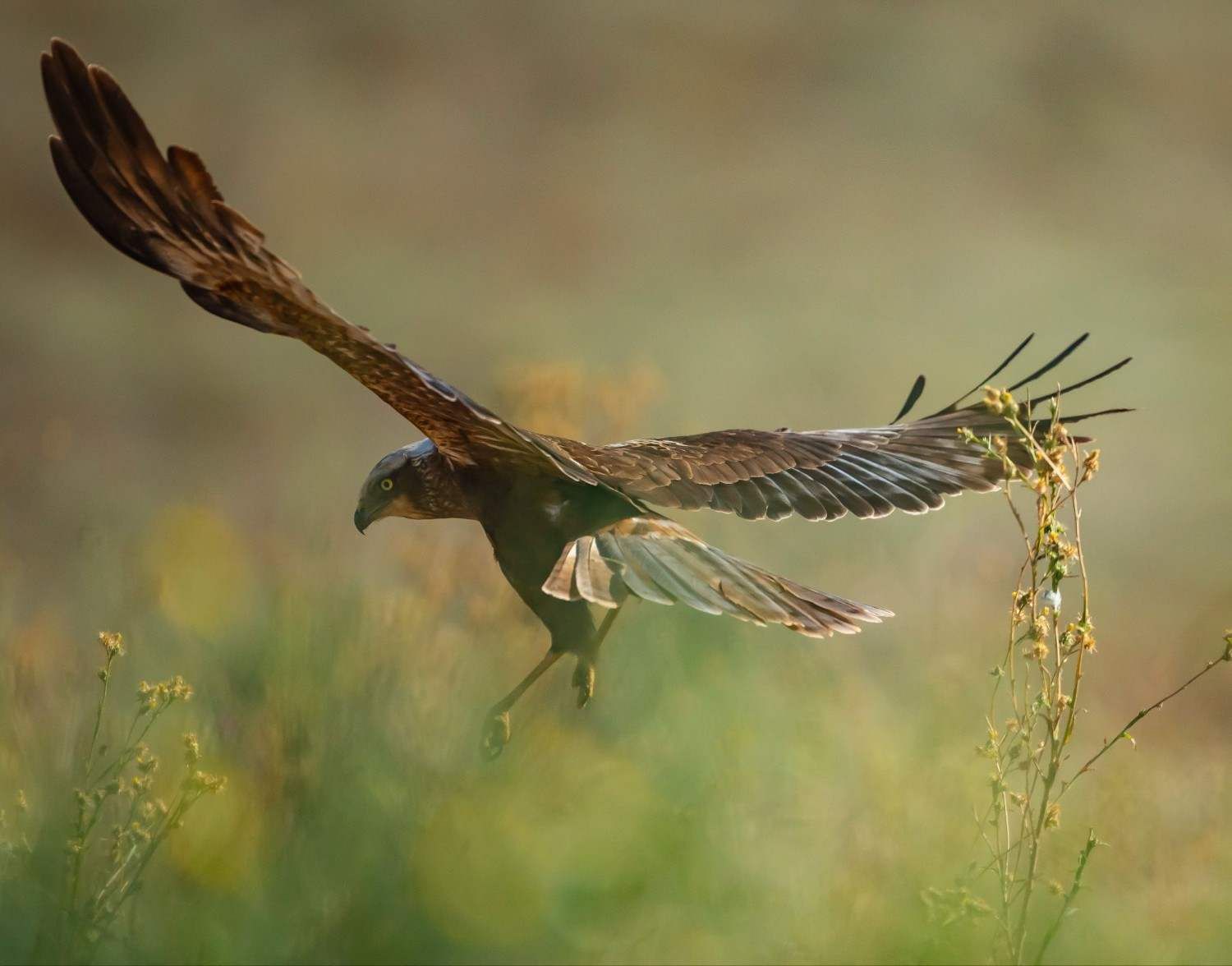 Halcón planeando a baja altura sobre un campo de hierba, con las alas extendidas contra un fondo verde borroso.