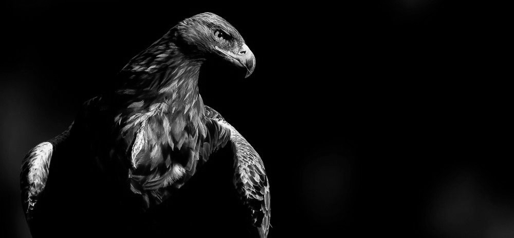 Imagen en blanco y negro de un ave rapaz con las alas extendidas sobre un fondo oscuro.