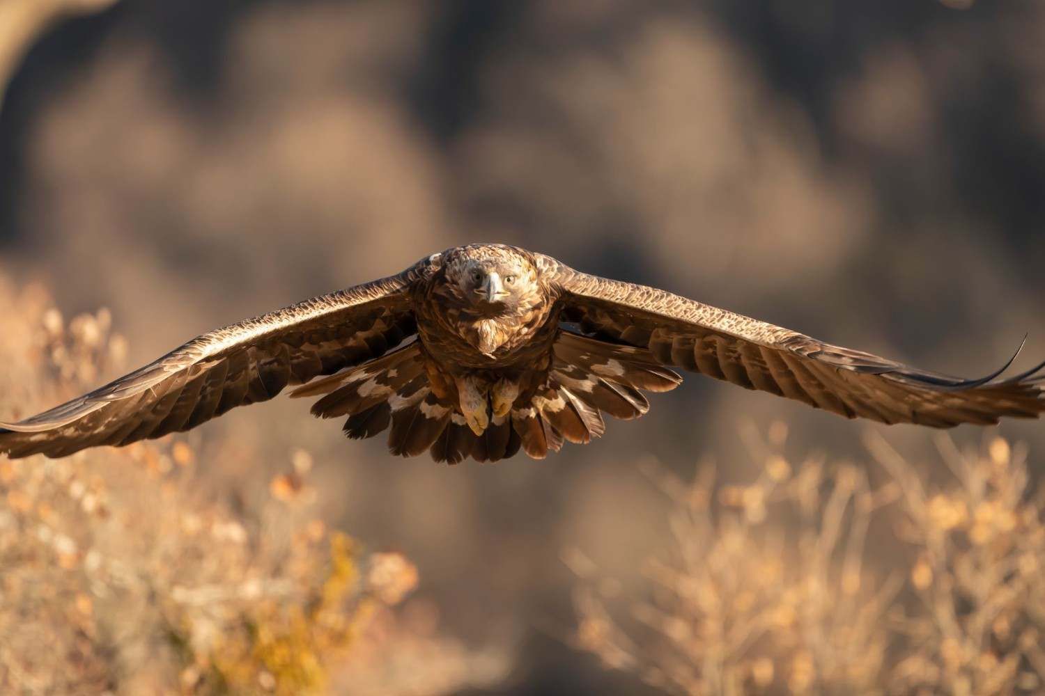 Un búho marrón vuela bajo sobre un campo dorado borroso, con las alas extendidas.