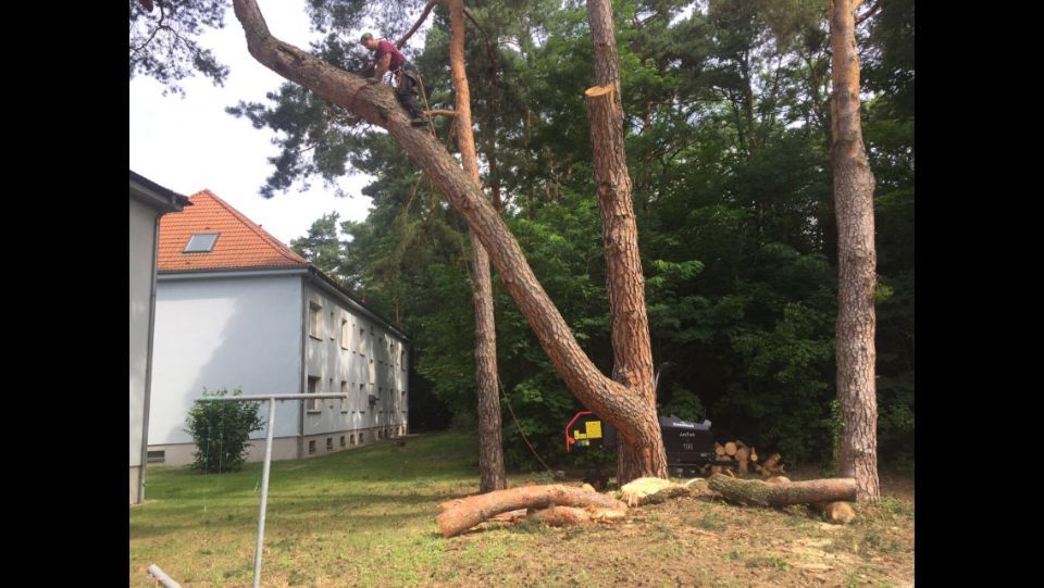 Seilarbeiten und Pflege einer Kiefer