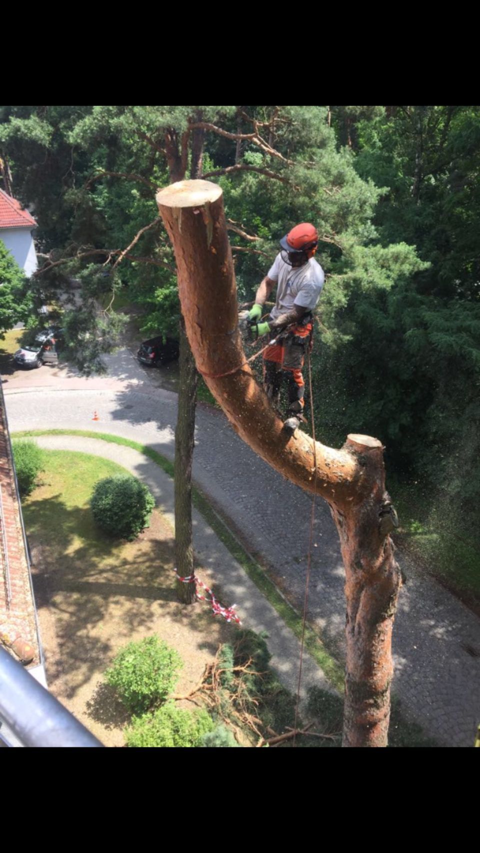 Kiefer wird mit der Klettertechnik gefällt