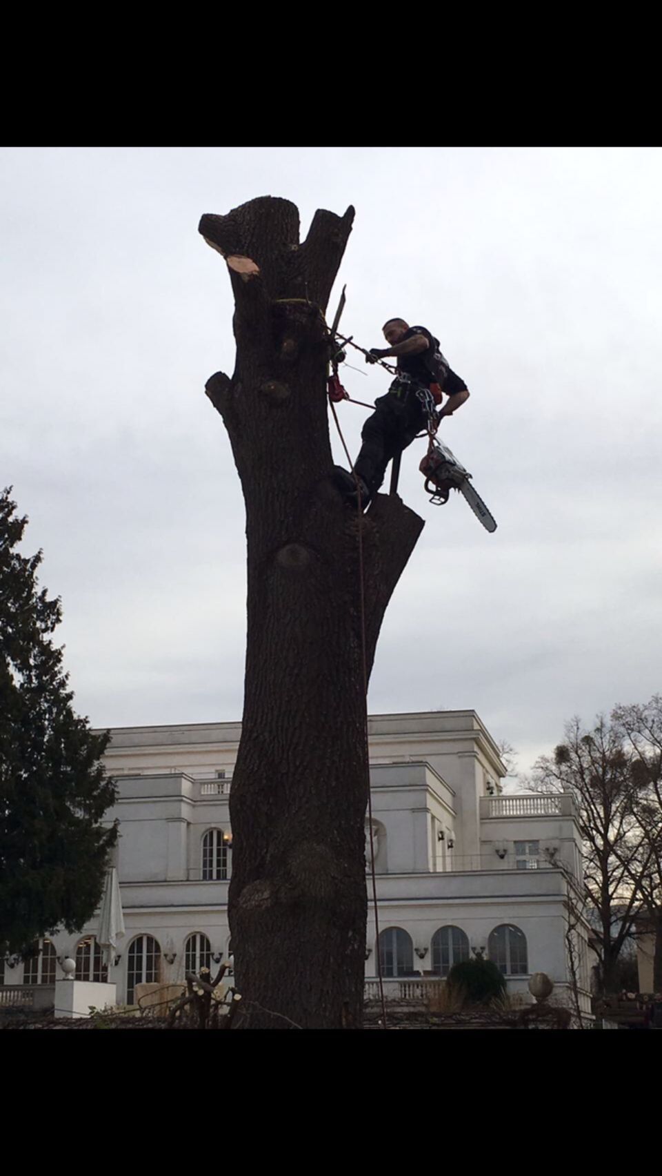 Baum wird mit der Seiltechnik gefällt