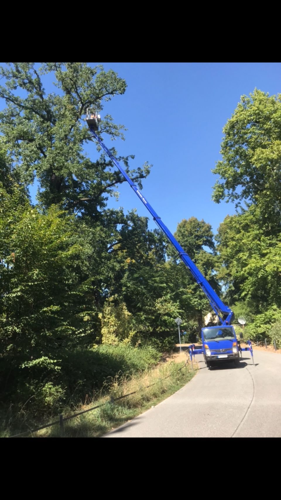 Hebebühne im Einsatz bei einer Baumpflege