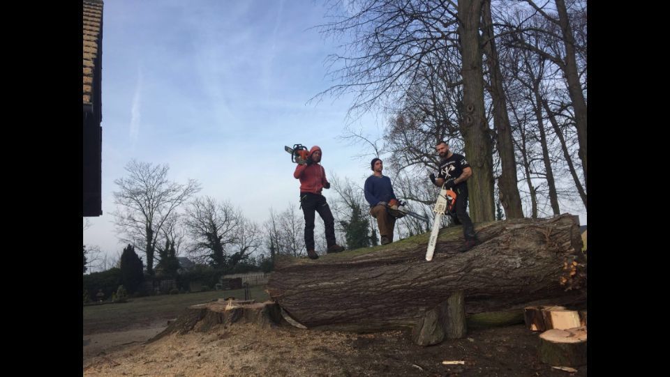 3 Männer mit Kettensägen auf einem gefällten Baum
