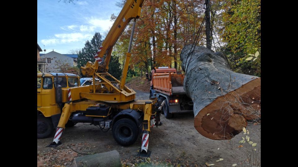 3 Männer mit Kettensägen auf einem gefällten Baum